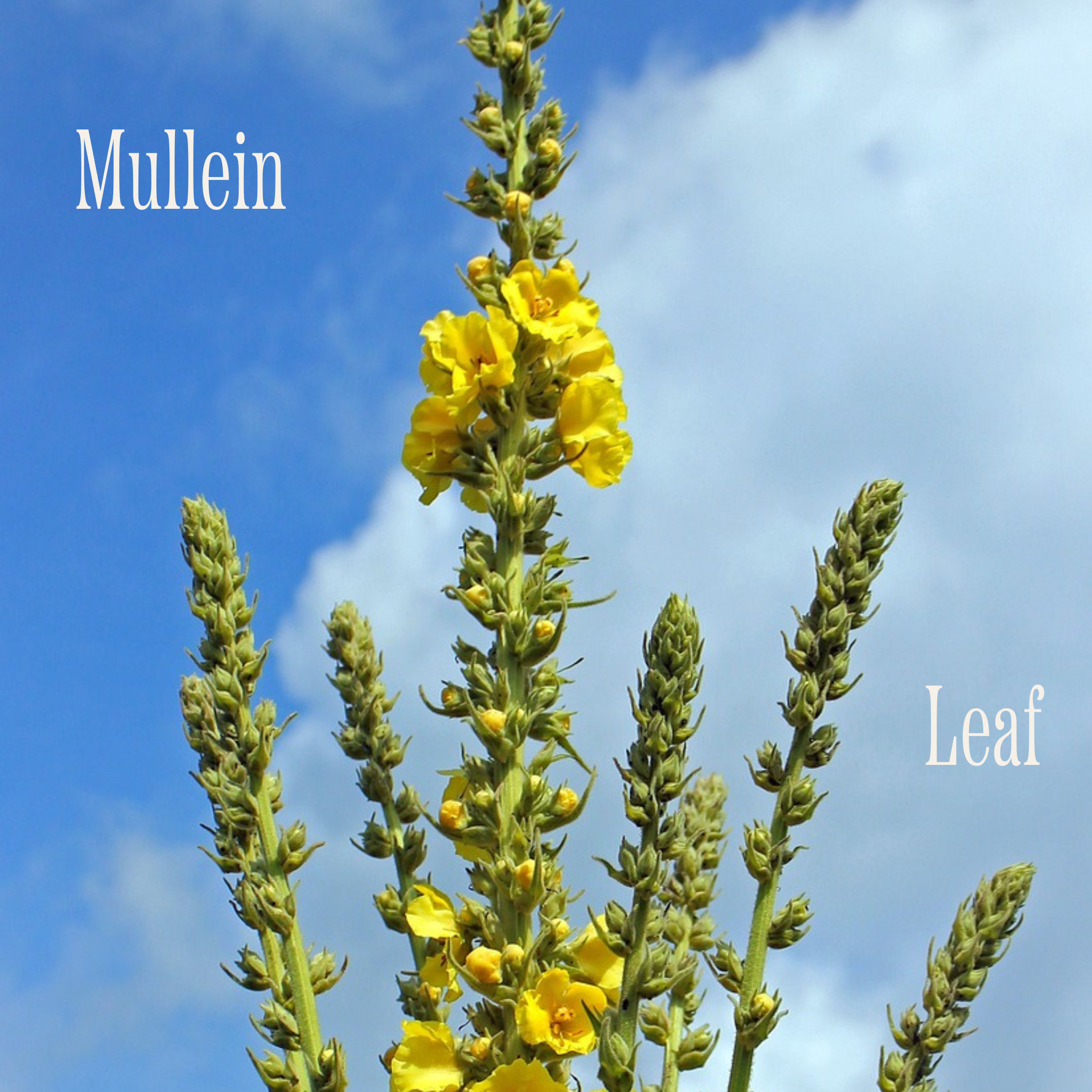 All About Mullein Leaf