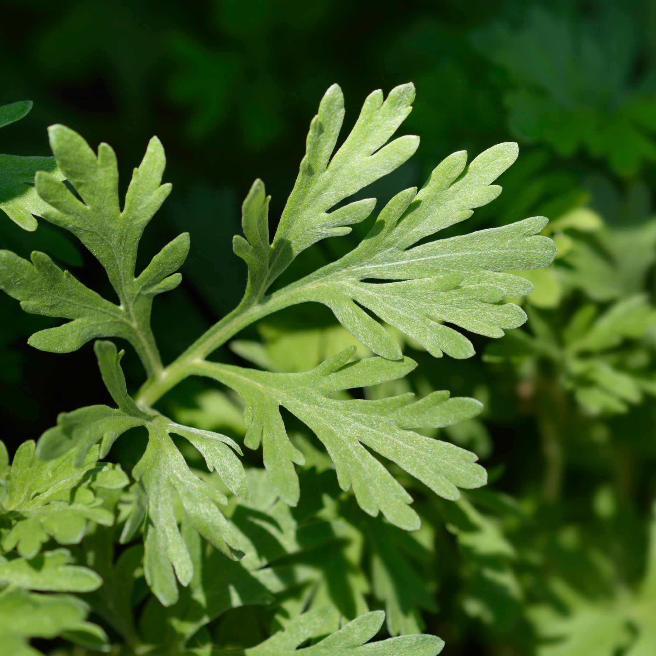 Wormwood: The Bitter Herb for Digestion, Detox, and Balance